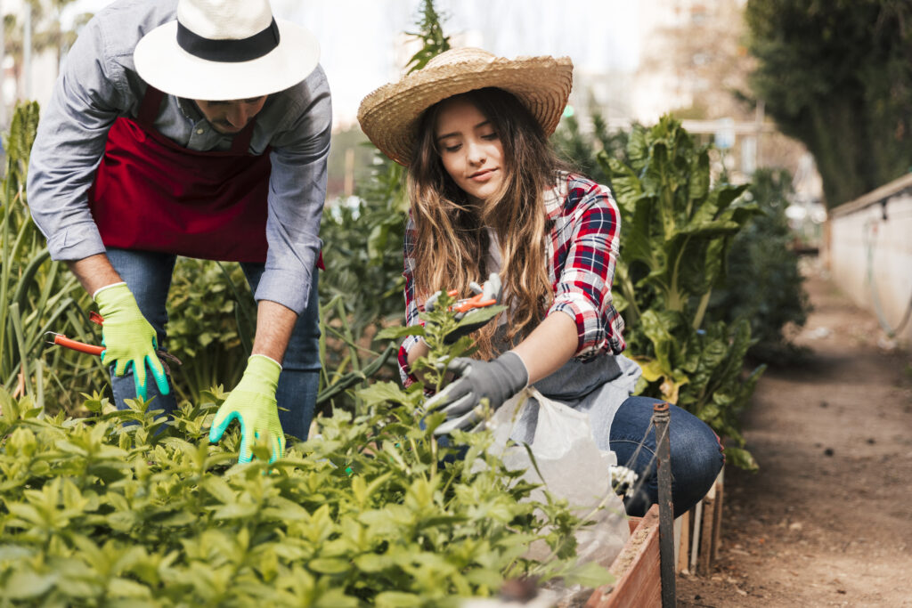 Preparación de suelos agrícolas para siembra