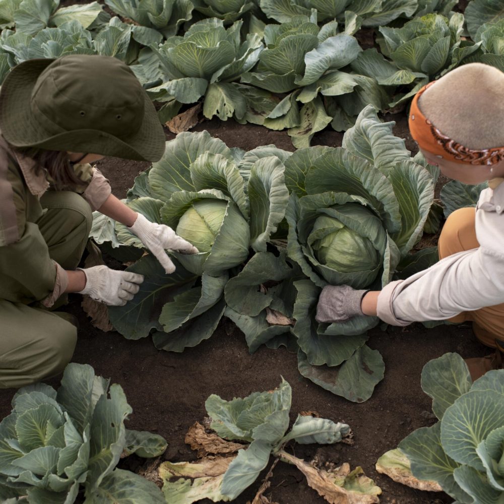Maquinaria en preparación de suelos agrícolas en Albacete